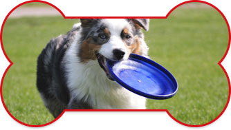 Australian Shepherd with a carrying a blue frisby